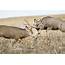 Mule Deer Bucks Fighting During Rut Photographic Print  Larry Ditto