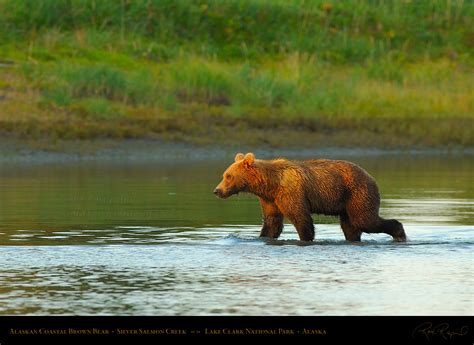 Alaskan Coastal Brown Bear Scenic And Portrait