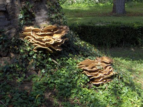 Gljive Hrvatske Mushrooms And Toadstools Meripilus