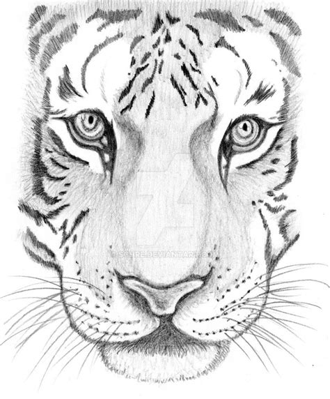 A Pencil Drawing Of A Tigers Face