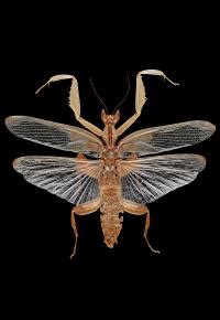 Predation On Pollinating Insects Shaped The E EurekAlert