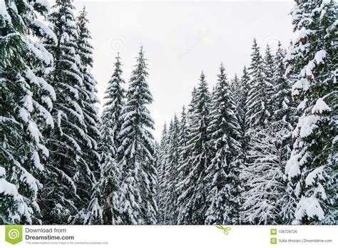 Winter Wonderland Landscape With Snowy Fir Tree Tops Stock Photo