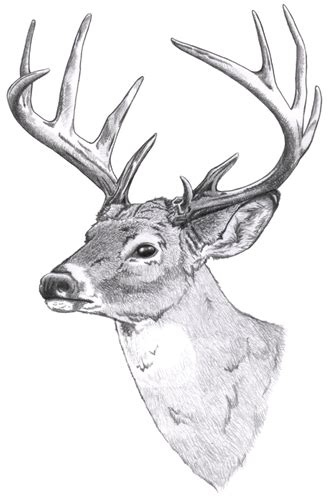 Whitetail Detailed By Kou Kagerou On Deviantart Deer Drawing Animal