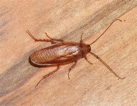 Wood Roach Vs Cockroach How Are They Different