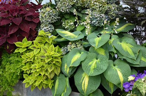 Hosta Companion Plants What To Plant With Hostas Gardening From