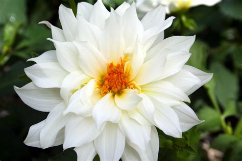 Types Of White Flowers With Names