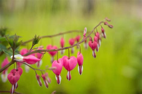 Flowers & their meanings here's a list of the flowers and their meanings. Bleeding Heart Flower Meaning - Flower Meaning