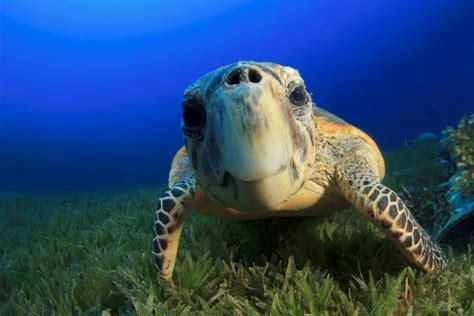 19 Weird And Wonderful Turtle And Tortoise Species Mnn