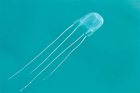 Самые опасные медузы в мире Что делать если вас ужалила медуза