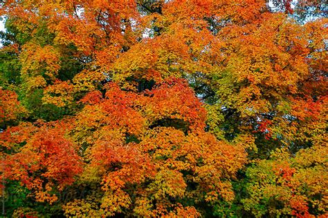 Canopy Of Maples In Autumn Season By Stocksy Contributor Raymond