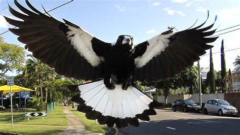 Tell Us Where You Have Seen Swooping Magpies Daily Telegraph