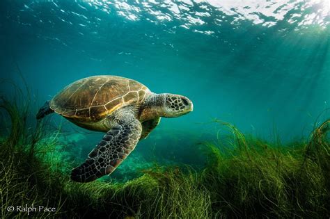 Green Turtle Research And Conservation In Southern California Noaa