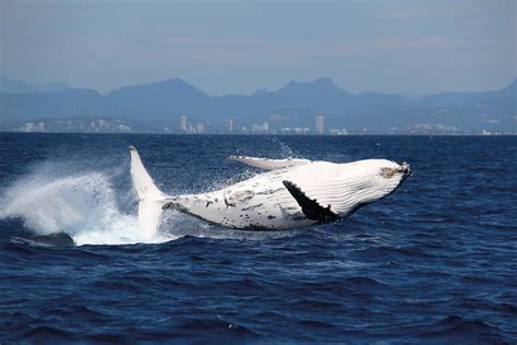 Gold Coast Whale Watching Cruise From Sea World Tourism Town The