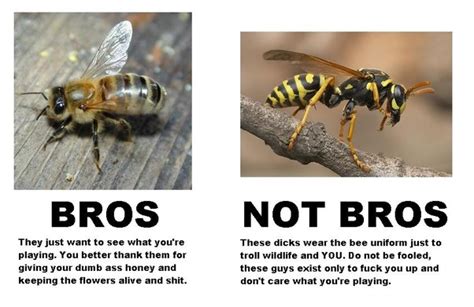 The best memes from instagram, facebook, vine, and twitter about hornets. What's the difference between bees, wasps, and hornets ...