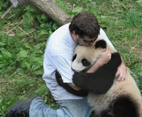 Affection Panda Hug Panda Bear Panda