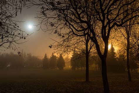 Free Images Tree Nature Forest Branch Winter Sun Fog Sunrise