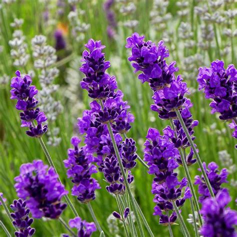 Flowerkisser True Lavender Lavender Seeds Lavender Garden Lavender