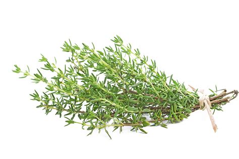 Freshpoint Herbs Thyme