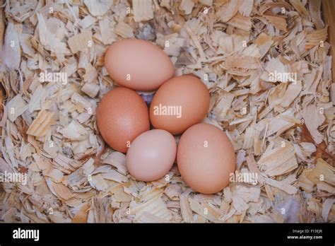 A Clutch Of Five Brown Hen Eggs Are In A Nest Stock Photo Alamy