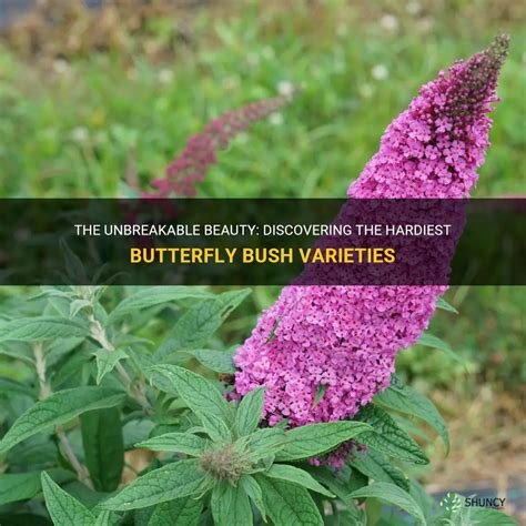 The Unbreakable Beauty Discovering The Hardiest Butterfly Bush