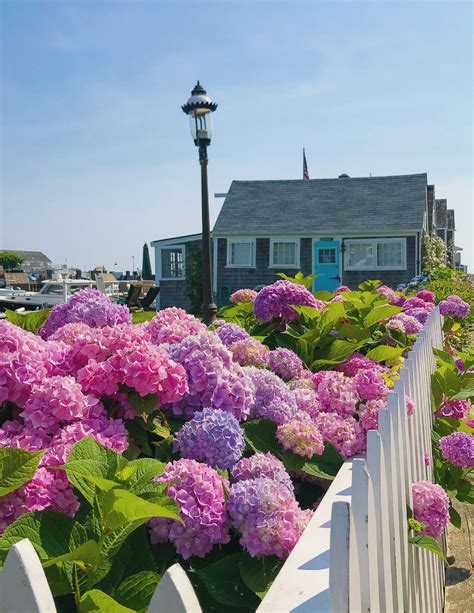 Hydrangeas On Nantucket The Seasons Best Blooms Shorelines Illustrated