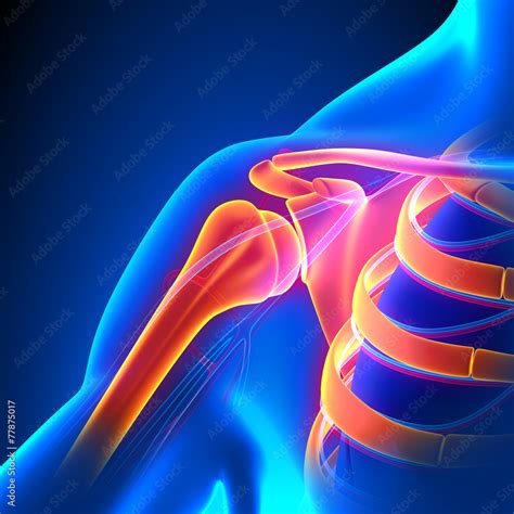 Shoulder Joint Anatomy Pain Concept With Circulatory System Stock