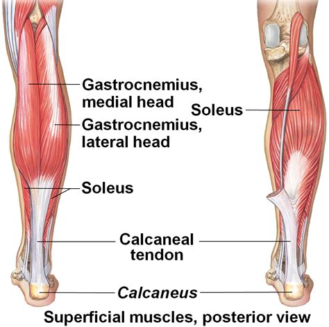 There may be swelling, tenderness and heat coming from the point where the tendon inserts into the back of the knee. Lab 5: The Muscular System - Biology 201 with Lawrence at Northern Michigan University - StudyBlue