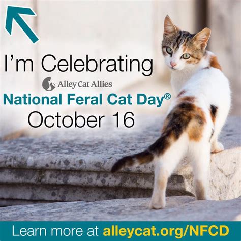 National Feral Cat Day Please Use This On Your Facebook Profile