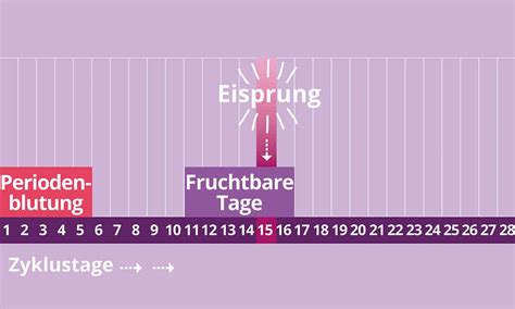 Wie viele tage nach dem eisprung setzt die periode ein? Wie Zyklus Berechnen