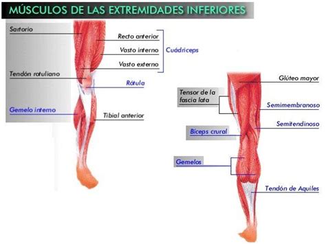 Músculos De Las Extremidades Inferiores Fascia Lata Wind Sock Ads