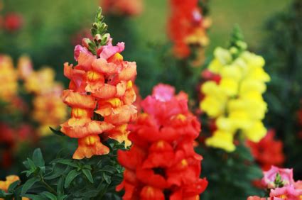 Maybe you would like to learn more about one of these? 10 Flowers to Plant Right Now - Networx