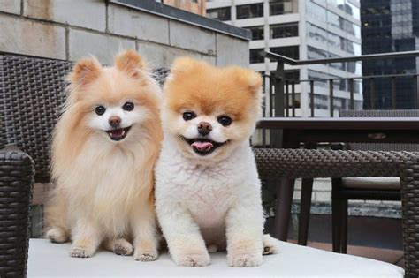 Boo The Worlds Cutest Dog Photos All Recommendation