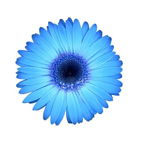 Best Background Of A Gerbera Daisy Blue Stock Photos Pictures