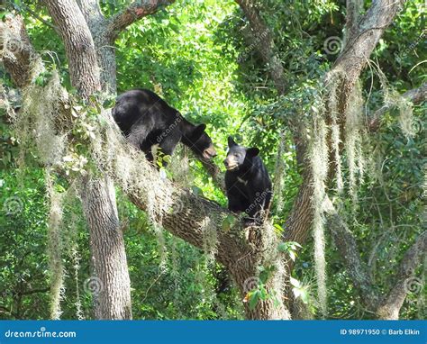 Two Black Bear Cubs Playing In A Tree Stock Photo Image Of Forest