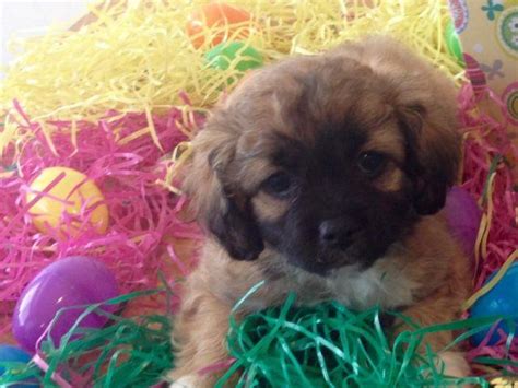 Adorable Shih Tzu Pekingese Mix Puppies For Sale In Rochester New York