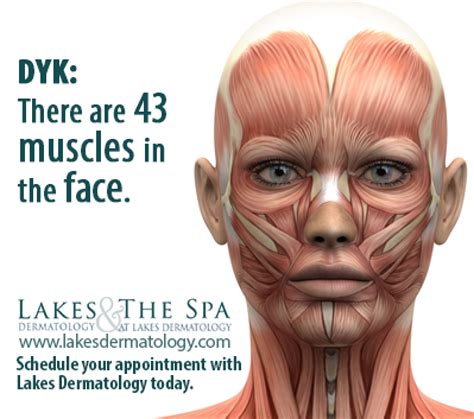 How Many Muscles Are In The Face There Are 43 Muscles In The Face