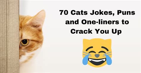 70 Cats Jokes Puns And One Liners To Crack You Up 😀