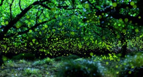 Thumbspro Pleoros Yume Cyan Magical Long Exposure Photos Of Fireflies In Japan Photographer