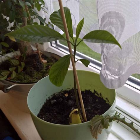 Planting avocado seedling should ideally be planted in the spring when the soil has warmed through. My avocado it's growing so quick now and it's looking ...