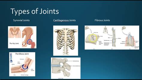Types Of Joints And Their Functions
