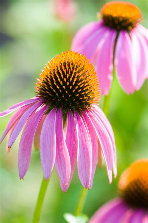 And what you decide to add to most popular. Top 26 Perennials for Your Garden | Better Homes & Gardens