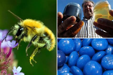 How Bees Feasting On Mandms From Nearby Factory Made Blue Honey That