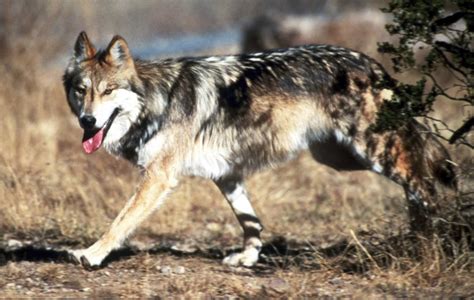 Court Removes Obstacle To Releasing Wolves In New Mexico Protect The