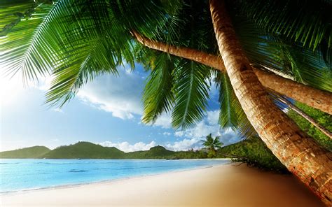 Tropical Palm Trees Beach Ocean Trees Wallpaper 2560x1600 48637 Wallpaperup