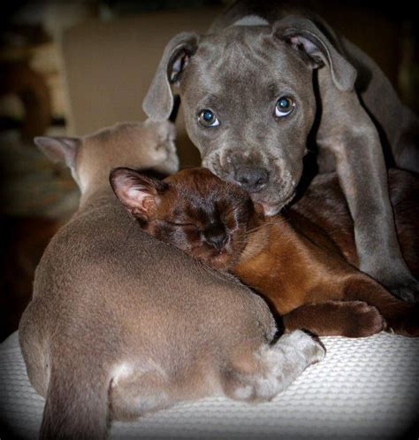 Pitties Love Their Kitties Cute Animals Cute Dogs Animals Friends