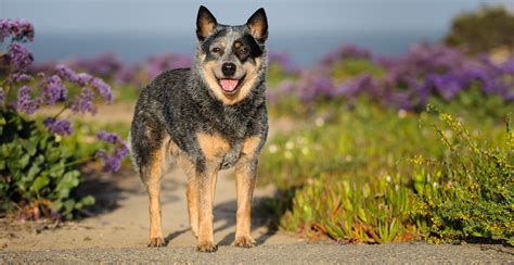 Blue heeler) — порода собак. Australian Cattle Dog Breed Information | Breed Advisor
