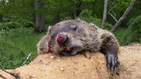 Groundhog Woodchuck Hunting With The 22 250 And 17hmr In June 2020groundhogchallenge Youtube