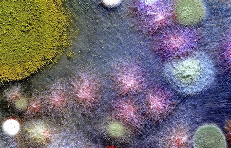 Design The Invisible Art Of Bacteria