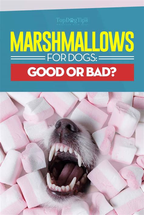 When it comes to cats, it is not safe to feed them with marshmallows. Marshmallows for Dogs 101: Can Dogs Eat Marshmallows?