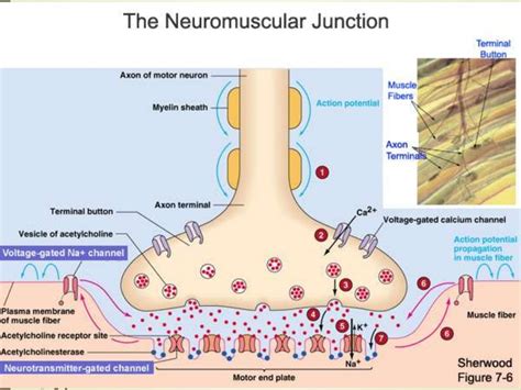 Physiology Of The Neuromuscular Junction